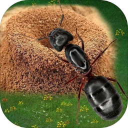 蚂蚁探险模拟