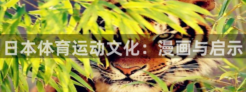 bbin视讯下：日本体育运动文化：漫画与启示